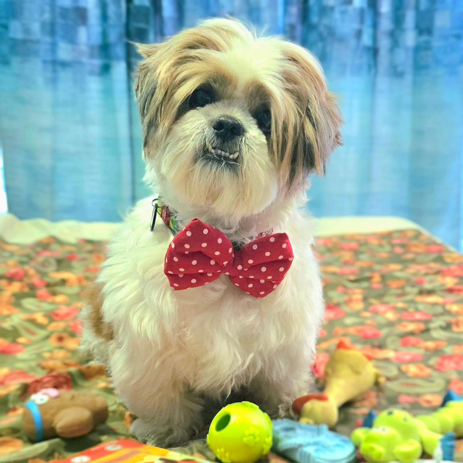 Zeemo, a Shih Tzu wearing a red polka-dot bow tie, sitting brightly with his toys