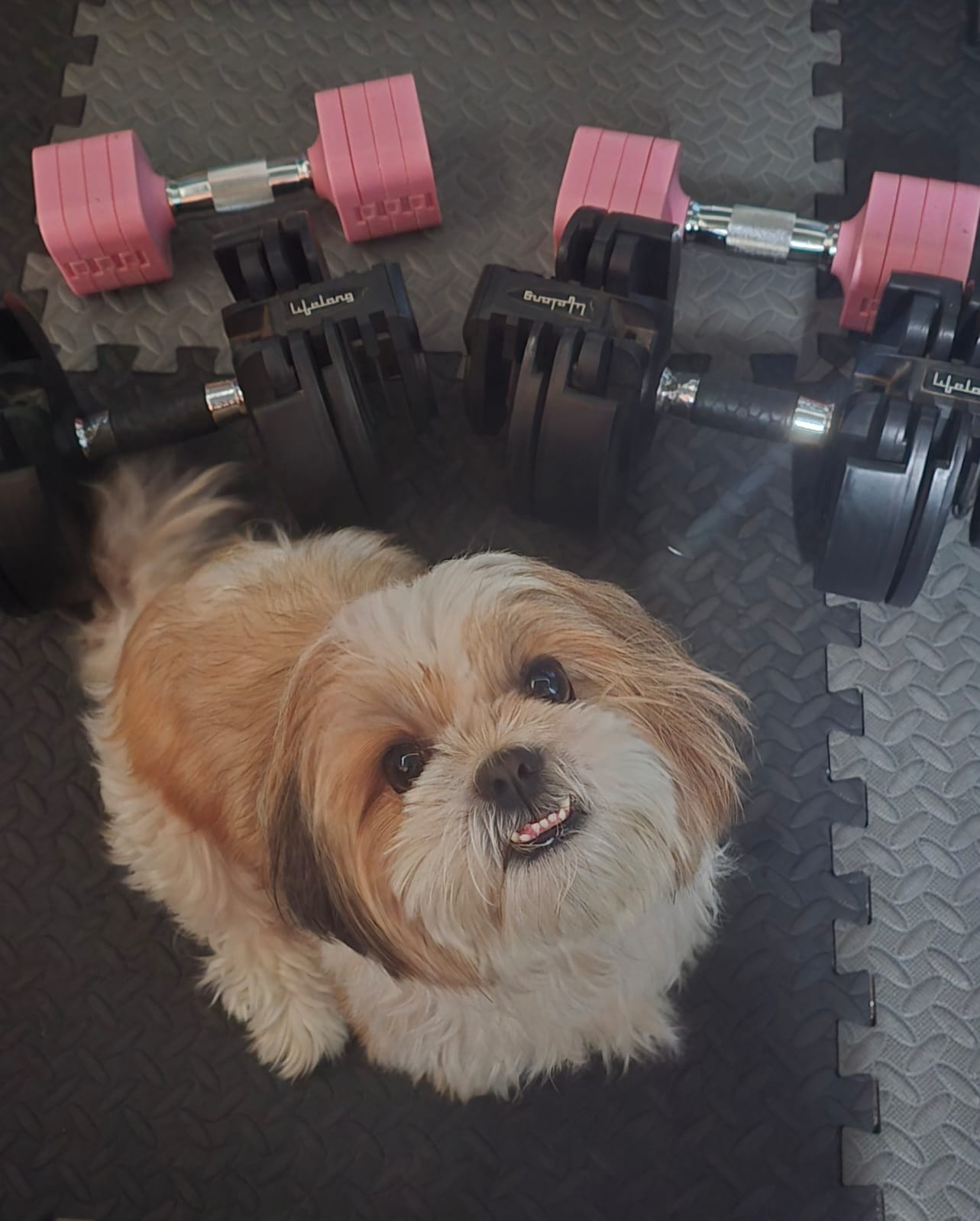 Zeemo, looking up smiling, the Shih Tzu who quietly runs everything at Fluffity